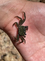 Geograpsus lividus