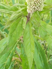 Eupatorium cannabinum