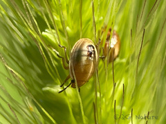 Eysarcoris ventralis