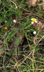 Tridax procumbens