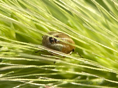 Eysarcoris ventralis
