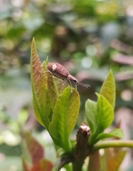 Mimographus