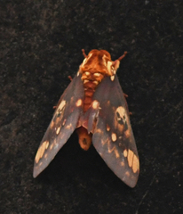 Citheronia hamifera