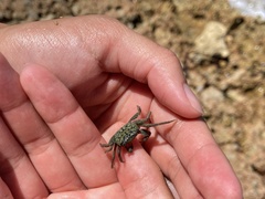 Geograpsus lividus