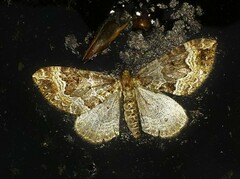 Lampropteryx suffumata