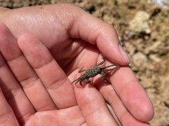 Geograpsus lividus