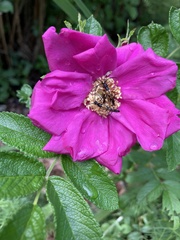 Strangalia luteicornis