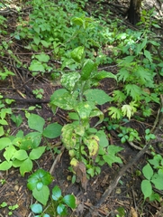 Lithospermum latifolium