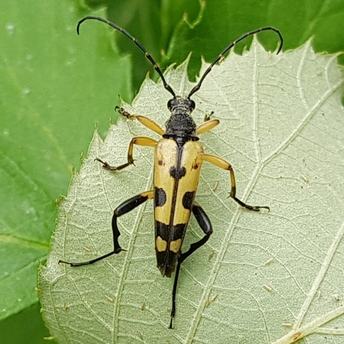 Rutpela maculata