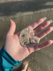 Mellita quinquiesperforata