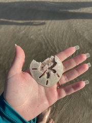 Mellita quinquiesperforata