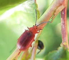 Tricholochmaea cavicollis