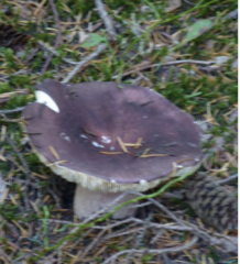 Russula olivacea