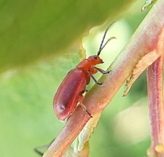 Tricholochmaea cavicollis