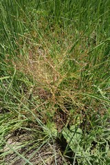 Trinia multicaulis