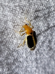 Cyclotrypema furcata