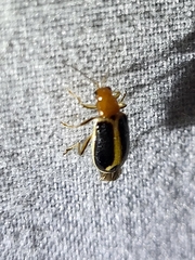 Cyclotrypema furcata