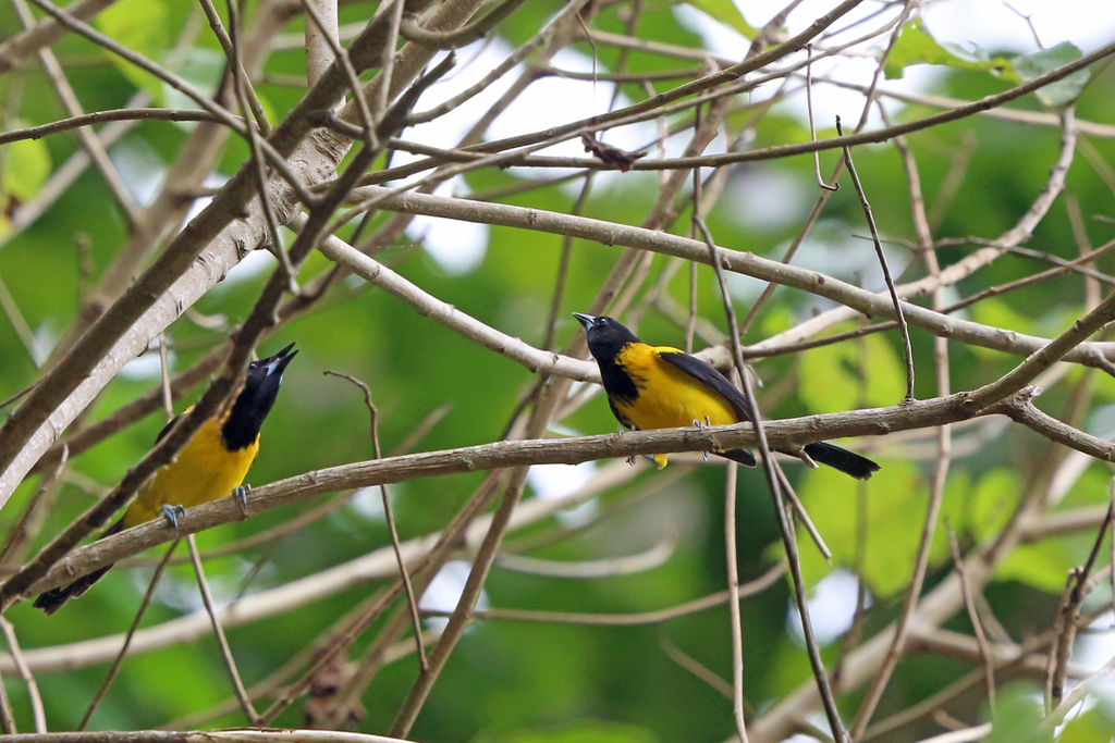 Audubon's Oriole (Dickey's)