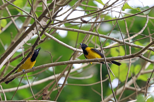 Audubon's Oriole (Dickey's)