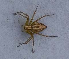Oxyopes lineatus