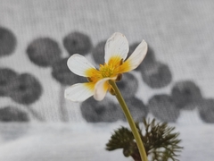 Ranunculus circinatus