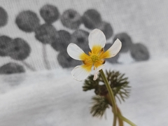 Ranunculus circinatus