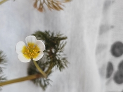 Ranunculus circinatus