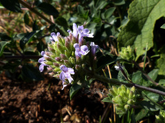 Ziziphora clinopodioides