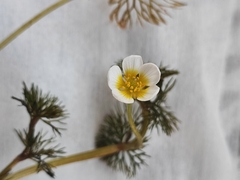 Ranunculus circinatus