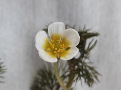 Ranunculus circinatus
