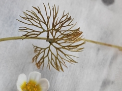 Ranunculus circinatus