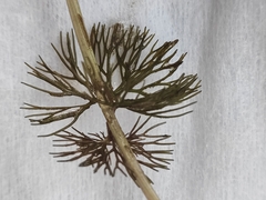 Ranunculus circinatus