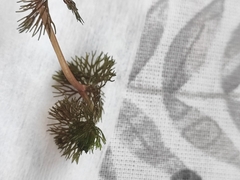 Ranunculus circinatus