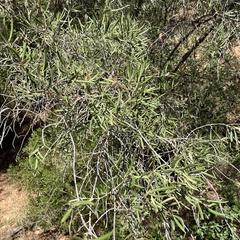 Olea europaea europaea