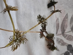 Ranunculus circinatus