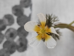 Ranunculus circinatus
