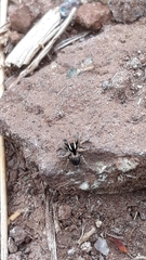 Stenaelurillus sarojinae