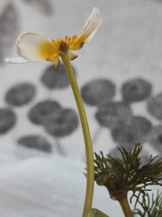 Ranunculus circinatus