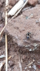 Stenaelurillus sarojinae