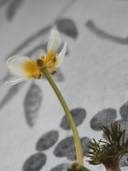 Ranunculus circinatus