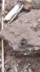 Stenaelurillus sarojinae