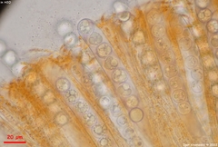 Pulvinula convexella