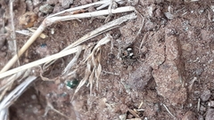 Stenaelurillus sarojinae