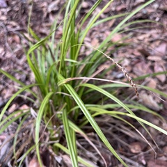 Carex paui