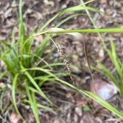Carex paui