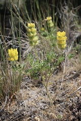 Lupinus luteolus