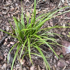 Carex paui