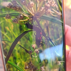 Oncopeltus fasciatus