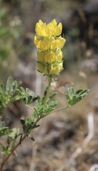 Lupinus luteolus