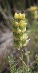Lupinus luteolus